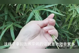 竹叶煮水喝功效多，但是很多人都不知道！宝妈今天涨知识了！