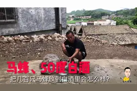 把几百只马蜂放到50度的白酒会怎么样，马蜂居然喝醉了？