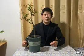 海棠花的养护管理方法，这样养护海棠花盆栽，枝繁叶茂开花多多！