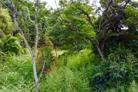 广东深山无意中拍到一株“奇树”，果实形似苹果，而且无人采摘！视频封面
