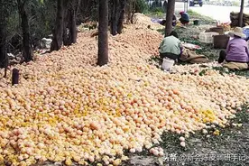 新会柑为什么没人吃？取皮后柑肉开发太难了图片