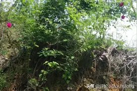 带刺的玫瑰，你们喜欢吗？图片