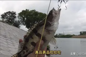 野钓：第一次用海杆钓到桂花鱼，隔壁钓友比我还要激动