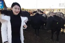 【Vlog | 牛年到，这款牛你该认识一下了】牛年即将到来视频封面