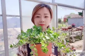 今天教大家繁殖太阳花锦，简单易学养死都难。下期想学什么告诉我视频封面