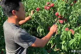 稀有品种“黑桃”成熟上市 为何叫黑桃？益丰苗木为你来解答视频封面