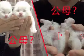 凭两个小洞距离能知猫咪公母，只要学会方法，再小的猫也会辨别