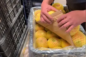 在批发市场买烟台苹果，价格竟然这么便宜！看看多少钱一斤？视频封面