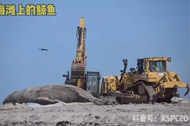 鲸鱼搁浅在了沙滩，动用巨型机械运走
