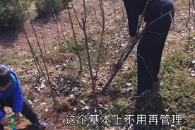 农村赚钱新方法，每亩种1200颗果树，最快的果树见利，收入乐观视频封面