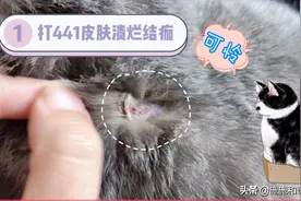 猫传腹441打针会导致猫咪皮肤化脓溃烂，包子背上也烂过，可怜！视频封面