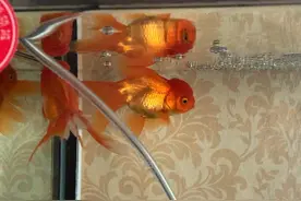 买的两天的小金鱼老是游出水面呼吸，有氧气泵为什么会这样