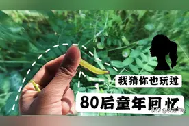 生活vlog：80后小时候都玩过这个，可以吹响的植物，满满的回忆