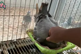 大体元宝鸽也有它的弊端，看看幽幽对元宝鸽的评价甚是苦恼