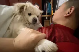 狗狗对主人究竟有多依恋？趴睡怀里赶不下来！难道真是前世情人？