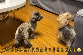 萌宠：2个月的小泰基（泰迪柯基后代）就可以欺负2岁的约克夏了