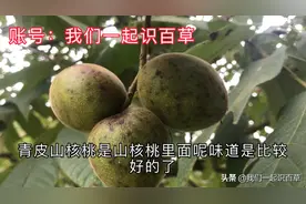 这个是青皮山核桃也叫青龙衣味道特别香却没有人工种植知道为什么
