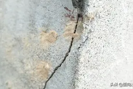 挑战全网弹弓高手。图片