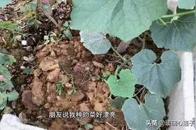 鸡粪直接施在菜地里，并没有出现烧苗烧根的现象