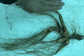 “林下参”和“移山参”有哪些差别视频封面