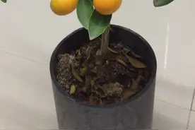 事实证明桔子的种子种上以后四年就可以结果。没有嫁接，味道非常