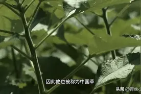 它是中国最古老的布料，匠人们以苎麻为原料，绩纱制麻衣