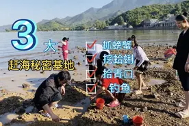 深圳坝光3个秘密赶海基地，抓螃蟹、挖蛤蜊、拾青口，分分钟爆桶