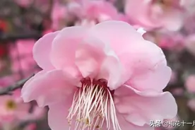 人间自有真情在，梅开是我心。图片