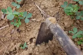 vlog：今天过来给花生松松土！