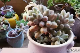 这12款多肉不耐高温，度夏难，请放通风阴凉处养护图片
