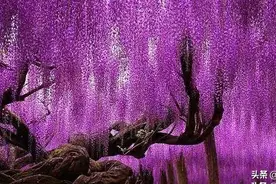 我放过你了，我也放过自己了图片