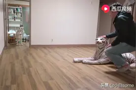 狗狗怕老虎真的是深入基因里的，瞧瞧假虎把2只二哈吓成啥样了视频封面