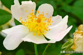 野蔷薇（别名：刺花）图片