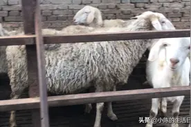 给羊注射三联四防疫苗的时候要注意这些细节，避免影响疫苗的效果视频封面