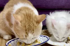 美味鱼籽，成功让小猫戒掉对诱食剂的依赖，健康营养不防一试