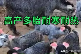 鲁西南国宝青山羊又名“狗羊”一年两胎8-10只，耐寒耐热适应性强