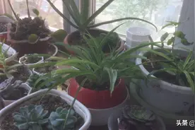 藿香能成活吗？视频封面