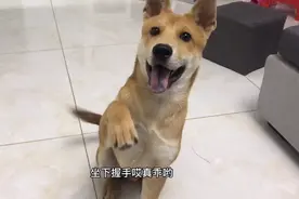 来看一下狗子内急起来有多急😂，直奔卫生间。视频封面