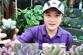 多肉中的四大美人之白美人！它圆润肥厚的叶片太逗人喜欢了！