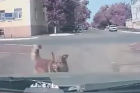 当你家的汪星人拦你车子的时候，可能是它擦觉到了什么异样视频封面