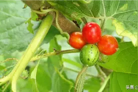 想念我的菜菜，我的果果！我的花花了！你们还好吗？图片