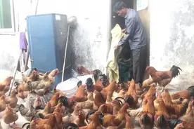 爸爸用这种方法捉土鸡，不用工具简单又快速，但是我怎么就捉不到