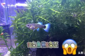 孔雀鱼10条鱼崽8条歪，这是为啥呀？视频封面