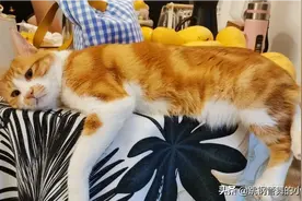 不要叫我胖橘，其实我内心是一头老虎！图片