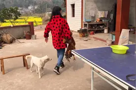 家里养的大公鸡会啄人，舅妈和大公鸡打起来了，怎么回事视频封面