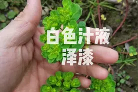 植物伤口流白色汁液可能有毒哦视频封面