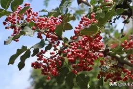 生活随拍日记图片