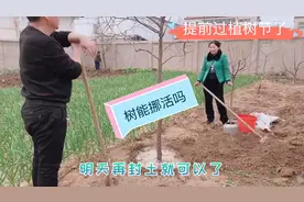 树到底能挪活吗，这是个技术活，小懒家提前过起了植树节视频封面
