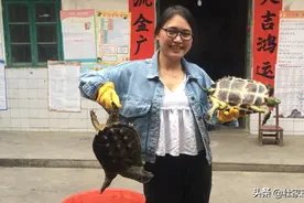 6斤重的鳄鱼龟遇上巴西龟，两重量级域外物种，能擦出什么火花？视频封面