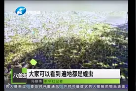 泛滥成灾的蝗虫，席卷非洲大陆，看中国专家团队如何治理蝗灾。视频封面